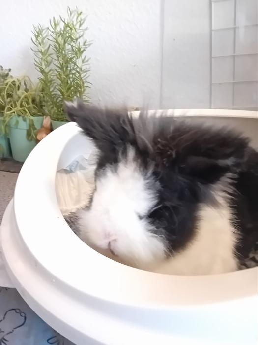 Klicke auf die Grafik fr eine grere Ansicht

Name:	IMG-20250907-WA0135.jpg
Hits:	1
Gre:	127,6 KB
ID:	214723