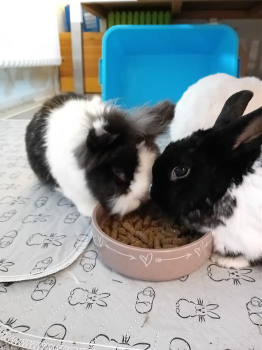 Klicke auf die Grafik fr eine grere Ansicht

Name:	IMG-20250907-WA0141.jpg
Hits:	0
Gre:	171,6 KB
ID:	214725