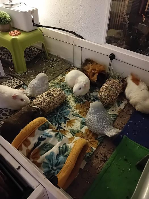 Klicke auf die Grafik fr eine grere Ansicht

Name:	IMG-20250907-WA0150.jpg
Hits:	0
Gre:	193,1 KB
ID:	214738