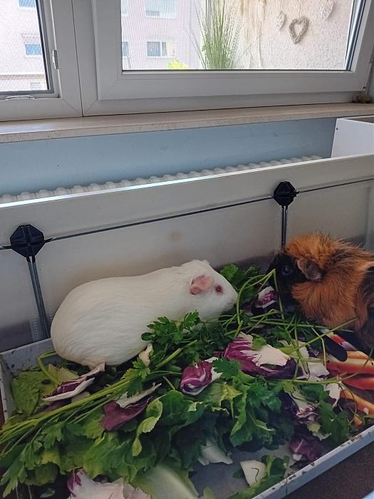 Klicke auf die Grafik fr eine grere Ansicht

Name:	IMG-20250907-WA0144.jpg
Hits:	0
Gre:	179,1 KB
ID:	214740