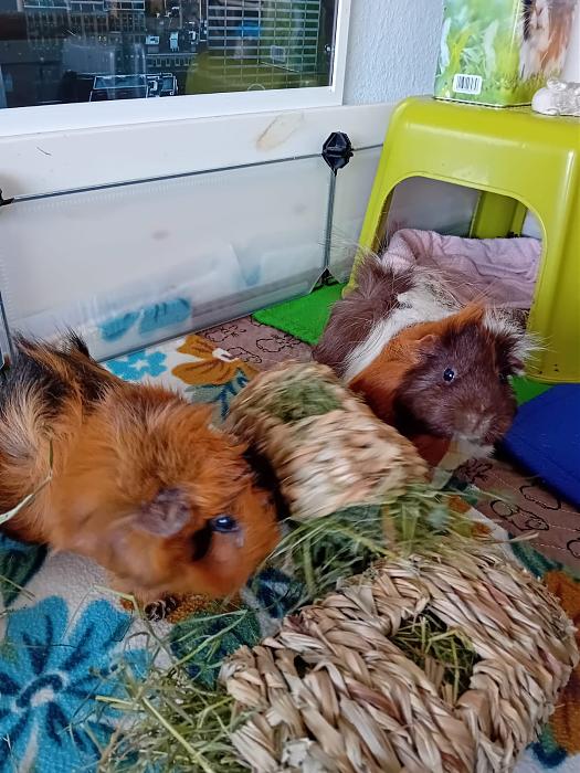 Klicke auf die Grafik fr eine grere Ansicht

Name:	IMG-20250907-WA0145.jpg
Hits:	0
Gre:	229,7 KB
ID:	214743