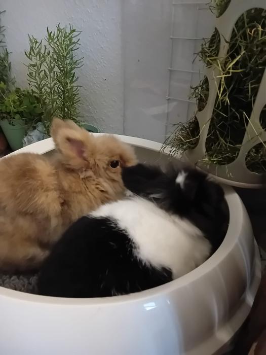 Klicke auf die Grafik fr eine grere Ansicht

Name:	IMG-20250914-WA0016.jpg
Hits:	0
Gre:	156,2 KB
ID:	214766