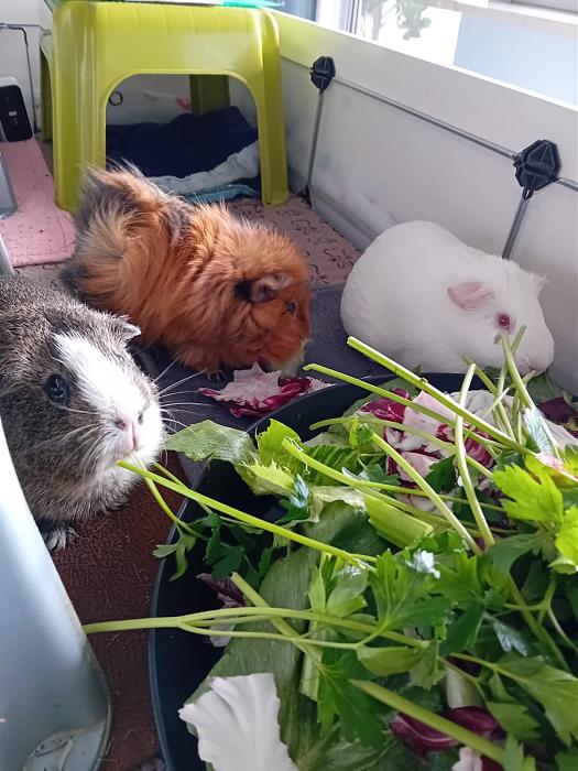 Klicke auf die Grafik fr eine grere Ansicht

Name:	IMG-20250914-WA0027.jpg
Hits:	0
Gre:	191,6 KB
ID:	214776