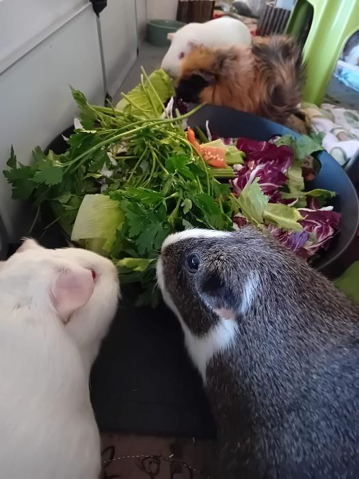 Klicke auf die Grafik fr eine grere Ansicht

Name:	IMG-20250914-WA0024.jpg
Hits:	0
Gre:	156,5 KB
ID:	214778