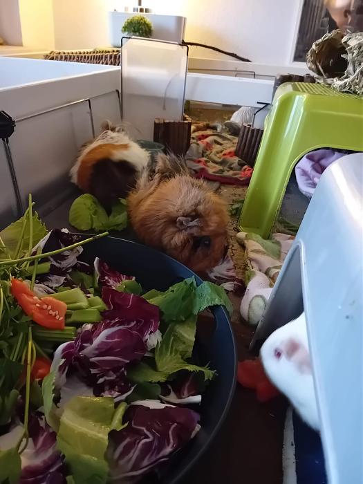 Klicke auf die Grafik fr eine grere Ansicht

Name:	IMG-20250914-WA0023.jpg
Hits:	1
Gre:	147,8 KB
ID:	214780