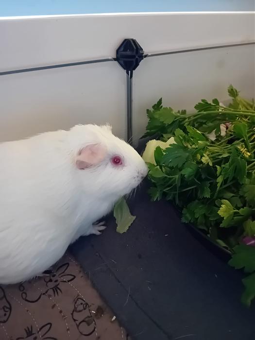 Klicke auf die Grafik fr eine grere Ansicht

Name:	IMG-20250914-WA0022.jpg
Hits:	0
Gre:	132,1 KB
ID:	214781