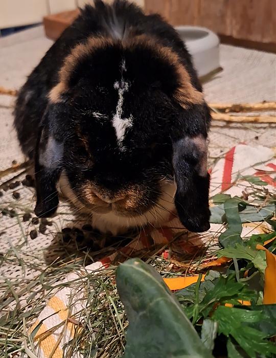 Klicke auf die Grafik fr eine grere Ansicht

Name:	Screenshot_20250917_224851_Gallery.jpg
Hits:	1
Gre:	176,0 KB
ID:	214792