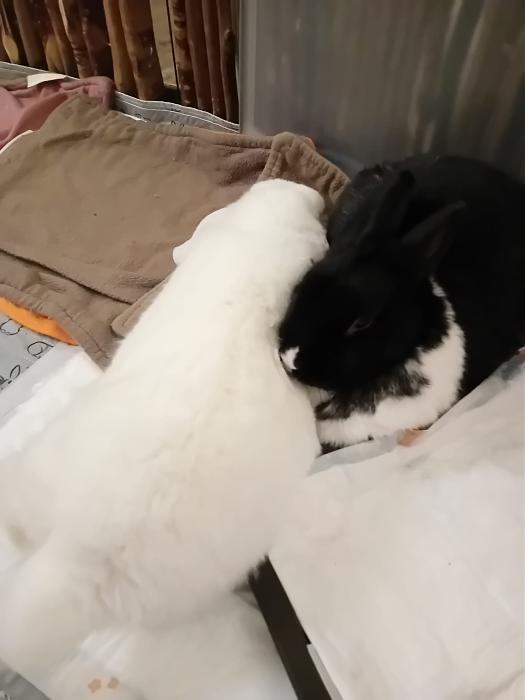 Klicke auf die Grafik f�r eine gr��ere Ansicht

Name:	IMG-20250928-WA0064.jpg
Hits:	0
Gr��e:	114,0 KB
ID:	214863