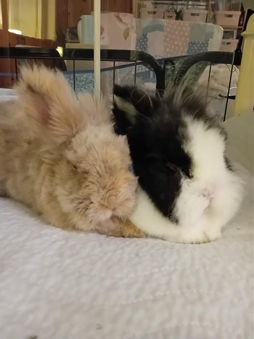 Klicke auf die Grafik f�r eine gr��ere Ansicht

Name:	IMG-20250928-WA0063.jpg
Hits:	0
Gr��e:	143,1 KB
ID:	214864