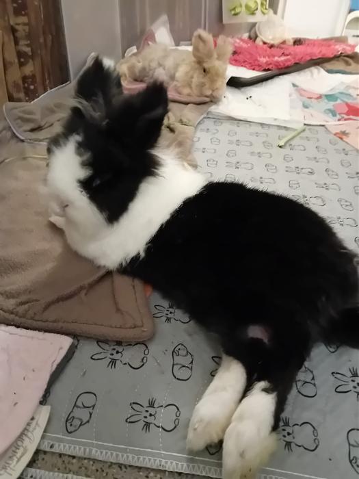 Klicke auf die Grafik f�r eine gr��ere Ansicht

Name:	IMG-20250928-WA0062.jpg
Hits:	0
Gr��e:	158,1 KB
ID:	214865