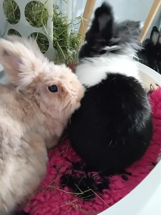 Klicke auf die Grafik f�r eine gr��ere Ansicht

Name:	IMG-20251005-WA0059.jpg
Hits:	0
Gr��e:	171,3 KB
ID:	214900