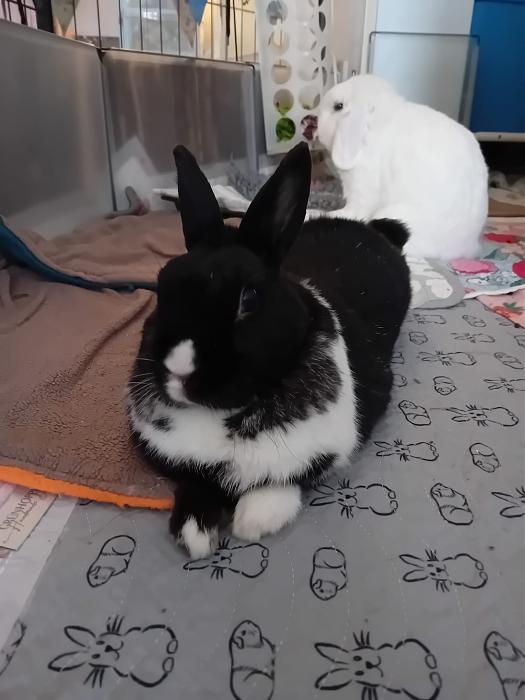 Klicke auf die Grafik f�r eine gr��ere Ansicht

Name:	IMG-20251005-WA0054.jpg
Hits:	1
Gr��e:	173,6 KB
ID:	214902