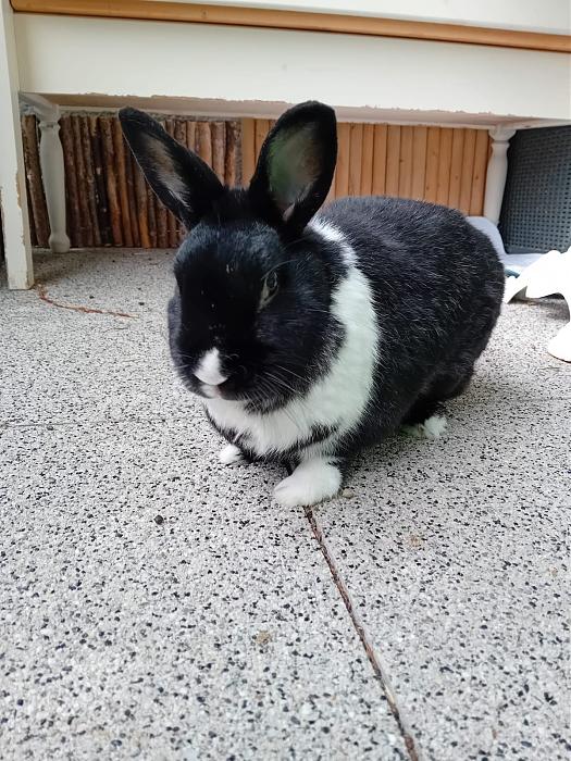 Klicke auf die Grafik f�r eine gr��ere Ansicht

Name:	IMG-20251005-WA0053.jpg
Hits:	0
Gr��e:	283,4 KB
ID:	214904