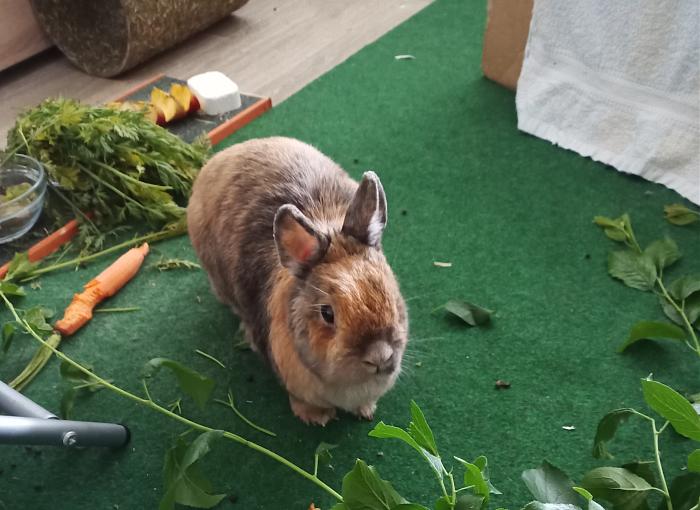 Klicke auf die Grafik fr eine grere Ansicht

Name:	IMG_20250601.jpg
Hits:	0
Gre:	306,7 KB
ID:	214942