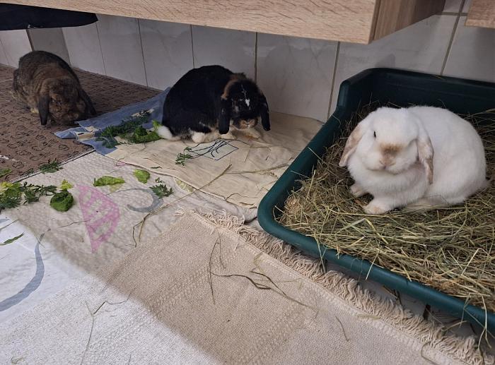 Klicke auf die Grafik fr eine grere Ansicht

Name:	Screenshot_20251008_225650_Gallery.jpg
Hits:	0
Gre:	126,1 KB
ID:	214953