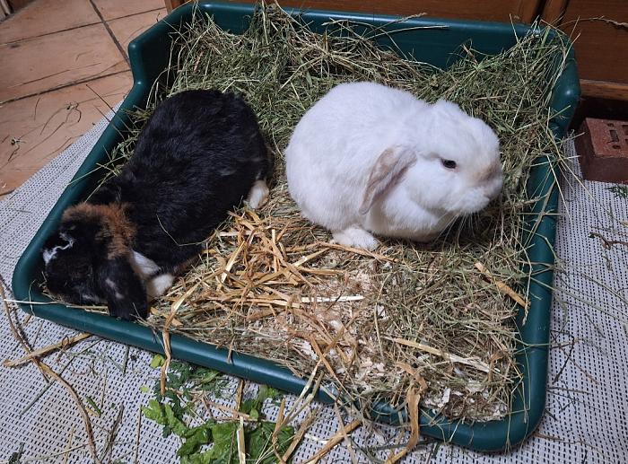 Klicke auf die Grafik fr eine grere Ansicht

Name:	Screenshot_20251009_232231_Gallery.jpg
Hits:	0
Gre:	200,9 KB
ID:	214955