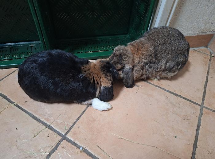 Klicke auf die Grafik fr eine grere Ansicht

Name:	Screenshot_20251009_232008_Gallery.jpg
Hits:	0
Gre:	100,4 KB
ID:	214956