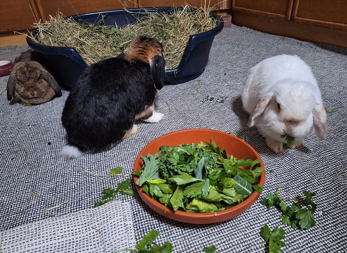 Klicke auf die Grafik fr eine grere Ansicht

Name:	Screenshot_20251009_232256_Gallery.jpg
Hits:	1
Gre:	204,6 KB
ID:	214957