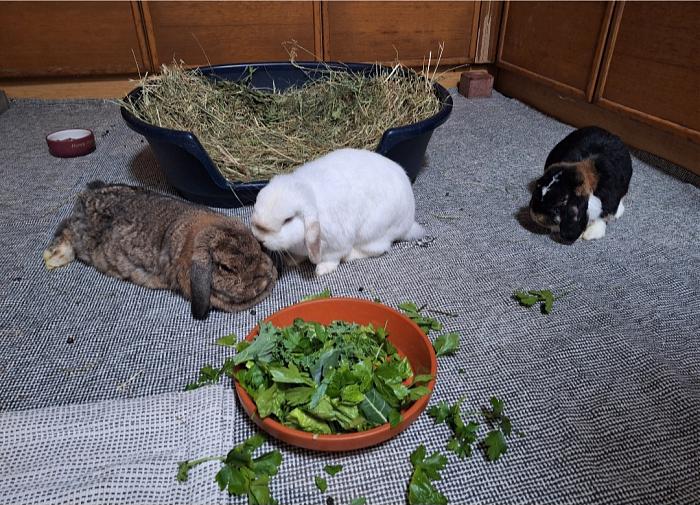 Klicke auf die Grafik fr eine grere Ansicht

Name:	Screenshot_20251009_235453_Gallery.jpg
Hits:	0
Gre:	170,1 KB
ID:	214960