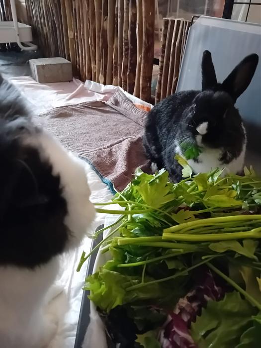 Klicke auf die Grafik f�r eine gr��ere Ansicht

Name:	IMG-20251012-WA0068.jpg
Hits:	0
Gr��e:	160,3 KB
ID:	214993