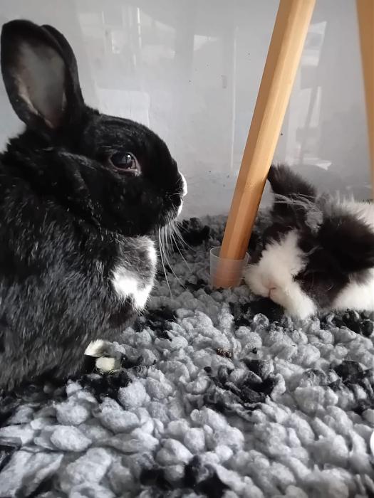 Klicke auf die Grafik f�r eine gr��ere Ansicht

Name:	IMG-20251012-WA0066.jpg
Hits:	0
Gr��e:	142,9 KB
ID:	214995