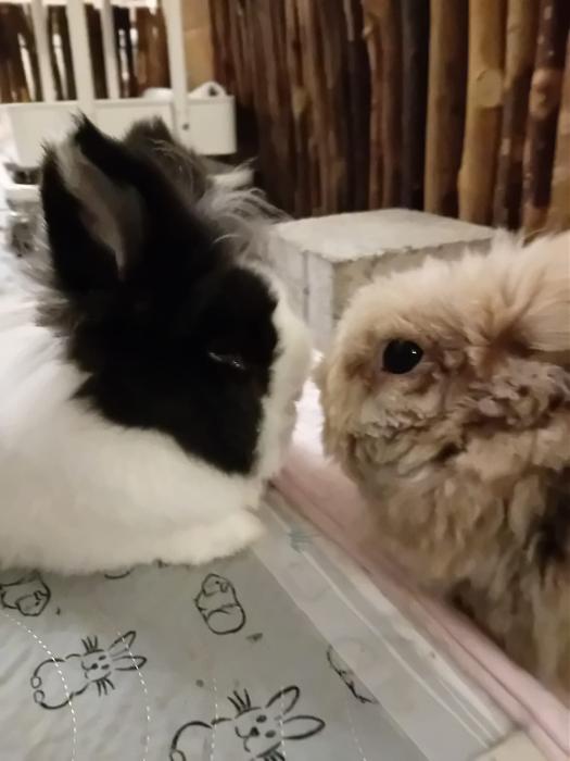 Klicke auf die Grafik f�r eine gr��ere Ansicht

Name:	IMG-20251012-WA0063.jpg
Hits:	0
Gr��e:	145,1 KB
ID:	214998