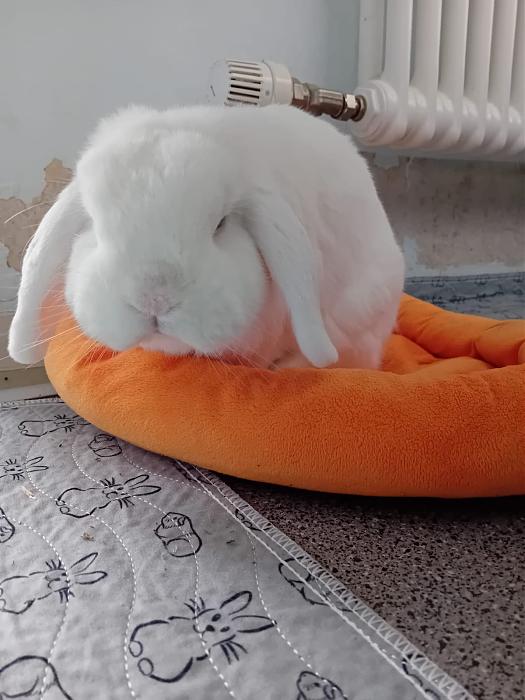 Klicke auf die Grafik f�r eine gr��ere Ansicht

Name:	IMG-20251012-WA0062.jpg
Hits:	0
Gr��e:	149,4 KB
ID:	214999