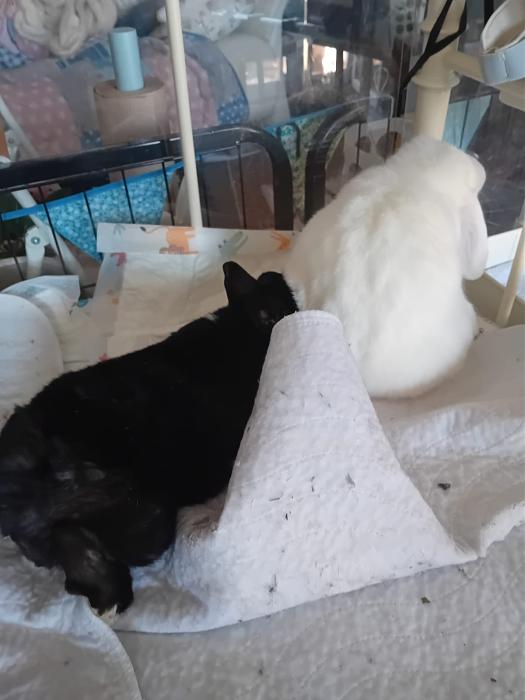 Klicke auf die Grafik f�r eine gr��ere Ansicht

Name:	IMG-20251012-WA0061.jpg
Hits:	0
Gr��e:	102,5 KB
ID:	215000