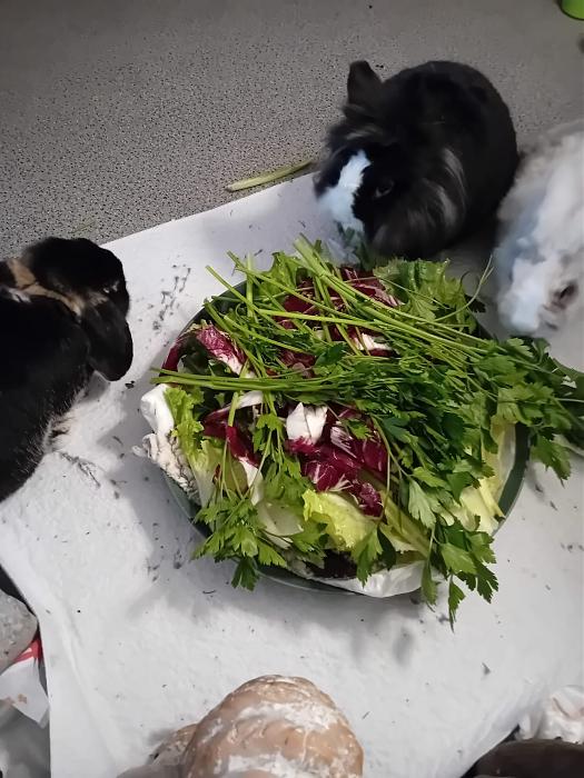 Klicke auf die Grafik f�r eine gr��ere Ansicht

Name:	IMG-20251012-WA0054.jpg
Hits:	0
Gr��e:	192,5 KB
ID:	215002