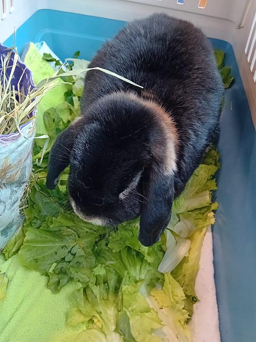 Klicke auf die Grafik f�r eine gr��ere Ansicht

Name:	IMG-20251012-WA0052.jpg
Hits:	0
Gr��e:	227,1 KB
ID:	215003