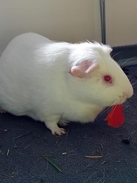 Klicke auf die Grafik f�r eine gr��ere Ansicht

Name:	IMG-20251012-WA0060.jpg
Hits:	0
Gr��e:	183,5 KB
ID:	215004