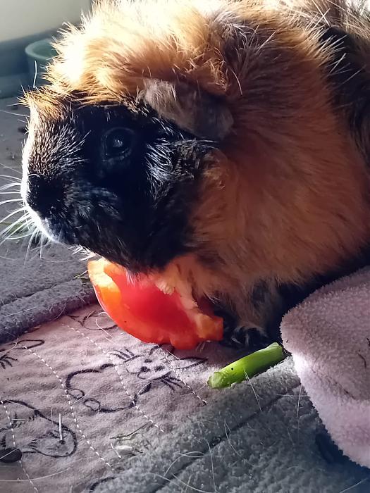 Klicke auf die Grafik f�r eine gr��ere Ansicht

Name:	IMG-20251012-WA0058.jpg
Hits:	1
Gr��e:	204,0 KB
ID:	215005