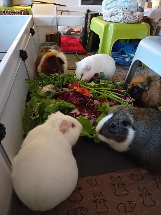 Klicke auf die Grafik f�r eine gr��ere Ansicht

Name:	IMG-20251012-WA0055.jpg
Hits:	0
Gr��e:	153,9 KB
ID:	215008