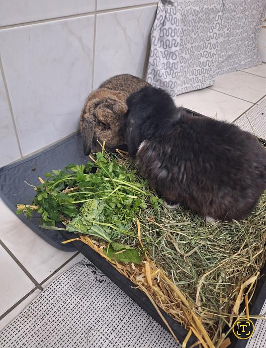 Klicke auf die Grafik fr eine grere Ansicht

Name:	Screenshot_20251019_024434_Gallery.jpg
Hits:	1
Gre:	227,5 KB
ID:	215082