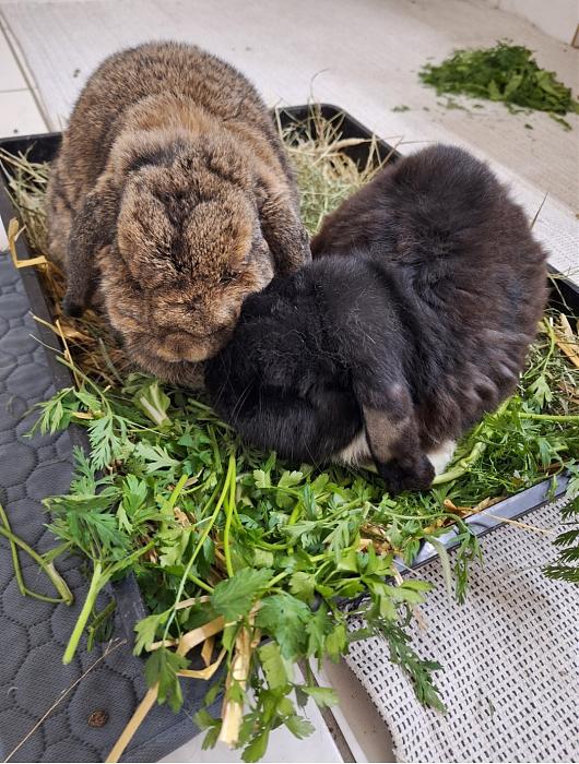 Klicke auf die Grafik fr eine grere Ansicht

Name:	Screenshot_20251019_024232_Gallery.jpg
Hits:	1
Gre:	245,4 KB
ID:	215083