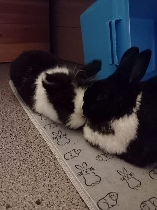 Klicke auf die Grafik f�r eine gr��ere Ansicht

Name:	IMG-20251019-WA0060.jpg
Hits:	0
Gr��e:	141,2 KB
ID:	215086