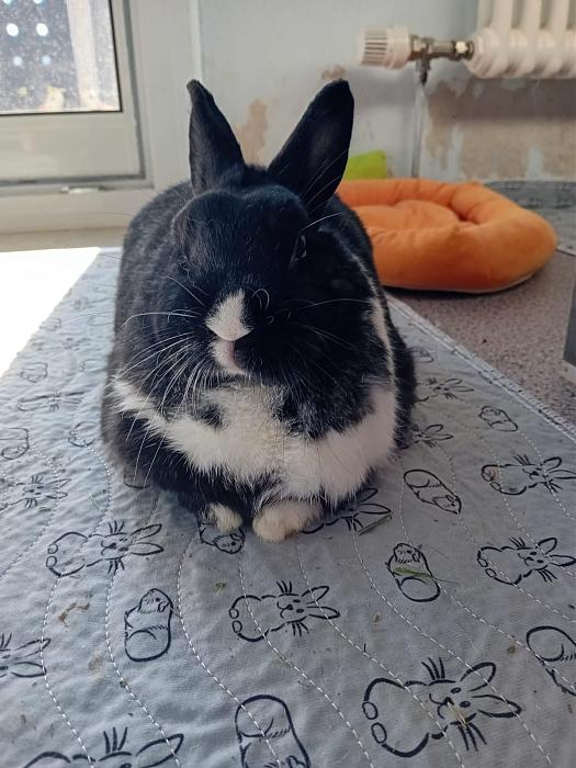 Klicke auf die Grafik f�r eine gr��ere Ansicht

Name:	IMG-20251019-WA0057.jpg
Hits:	0
Gr��e:	188,1 KB
ID:	215087