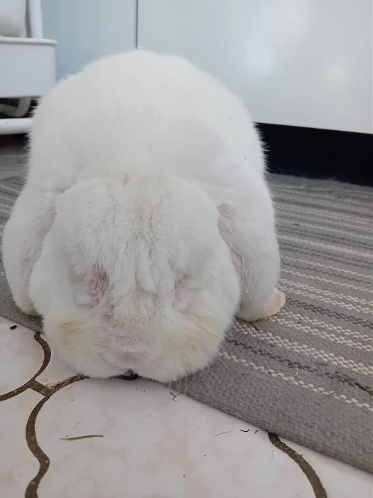 Klicke auf die Grafik fr eine grere Ansicht

Name:	IMG-20251019-WA0063.jpg
Hits:	0
Gre:	145,0 KB
ID:	215092