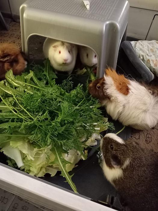 Klicke auf die Grafik f�r eine gr��ere Ansicht

Name:	IMG-20251019-WA0054.jpg
Hits:	0
Gr��e:	194,0 KB
ID:	215100