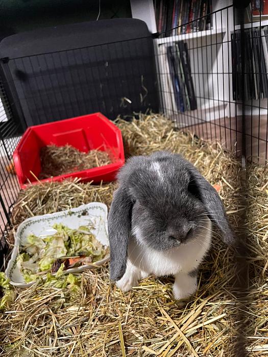 Klicke auf die Grafik fr eine grere Ansicht

Name:	IMG-20251008-WA0013(1).jpg
Hits:	0
Gre:	284,9 KB
ID:	215134