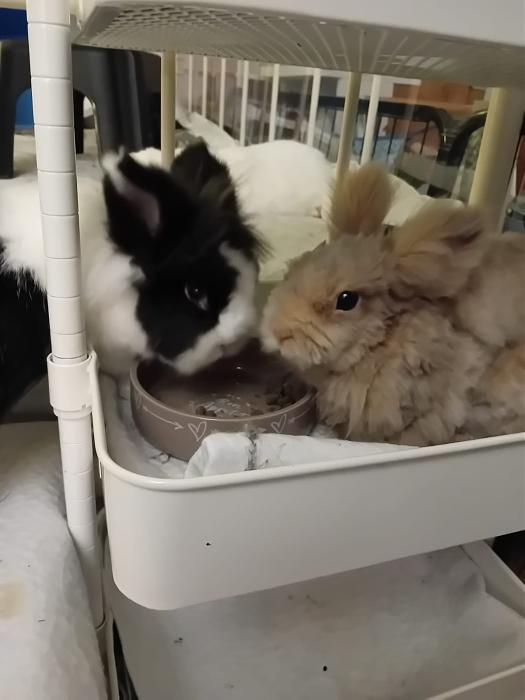 Klicke auf die Grafik f�r eine gr��ere Ansicht

Name:	IMG-20251026-WA0070.jpg
Hits:	0
Gr��e:	91,7 KB
ID:	215151