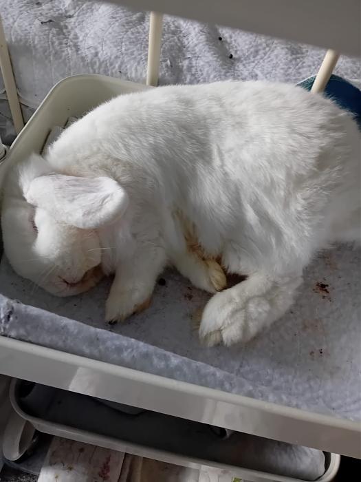 Klicke auf die Grafik f�r eine gr��ere Ansicht

Name:	IMG-20251026-WA0060.jpg
Hits:	0
Gr��e:	114,7 KB
ID:	215155