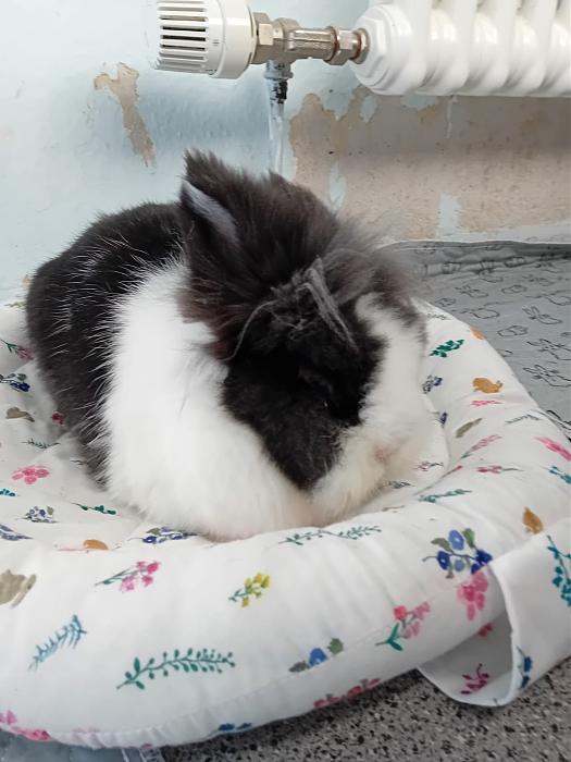 Klicke auf die Grafik f�r eine gr��ere Ansicht

Name:	IMG-20251026-WA0054.jpg
Hits:	0
Gr��e:	130,2 KB
ID:	215158