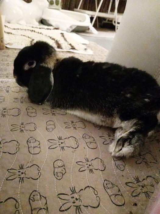 Klicke auf die Grafik f�r eine gr��ere Ansicht

Name:	IMG-20251026-WA0073.jpg
Hits:	0
Gr��e:	199,9 KB
ID:	215159