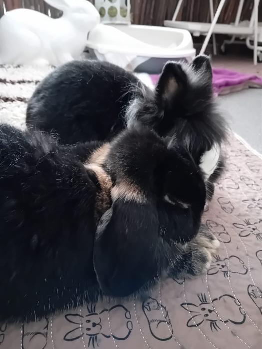 Klicke auf die Grafik f�r eine gr��ere Ansicht

Name:	IMG-20251026-WA0063.jpg
Hits:	0
Gr��e:	122,5 KB
ID:	215161