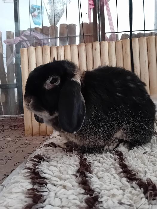 Klicke auf die Grafik f�r eine gr��ere Ansicht

Name:	IMG-20251026-WA0057.jpg
Hits:	0
Gr��e:	180,9 KB
ID:	215162