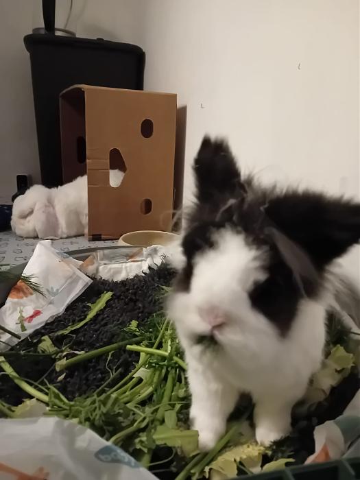 Klicke auf die Grafik fr eine grere Ansicht

Name:	IMG-20251026-WA0067.jpg
Hits:	0
Gre:	103,3 KB
ID:	215164