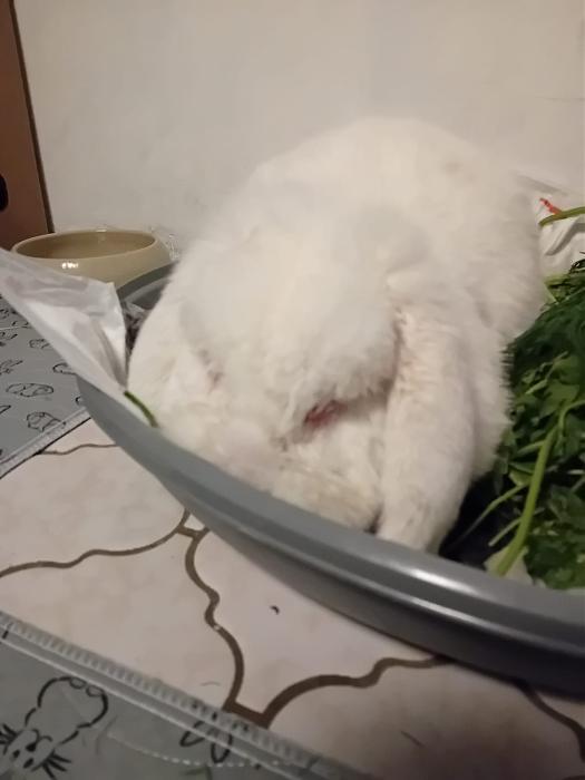 Klicke auf die Grafik fr eine grere Ansicht

Name:	IMG-20251026-WA0068.jpg
Hits:	0
Gre:	75,5 KB
ID:	215165