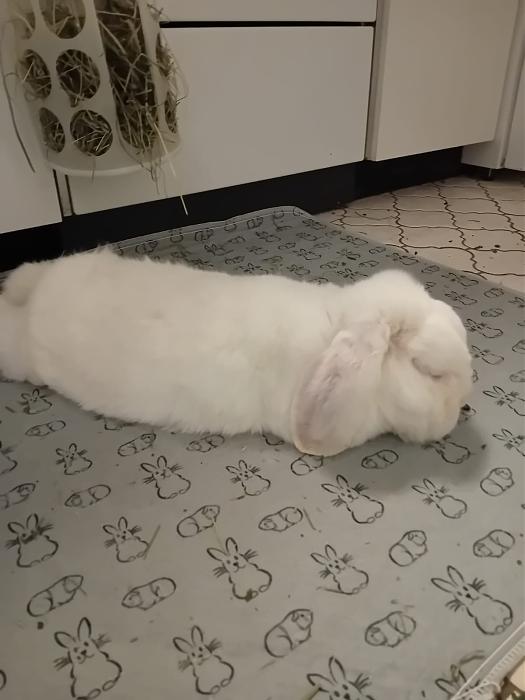 Klicke auf die Grafik fr eine grere Ansicht

Name:	IMG-20251026-WA0058.jpg
Hits:	0
Gre:	98,0 KB
ID:	215166