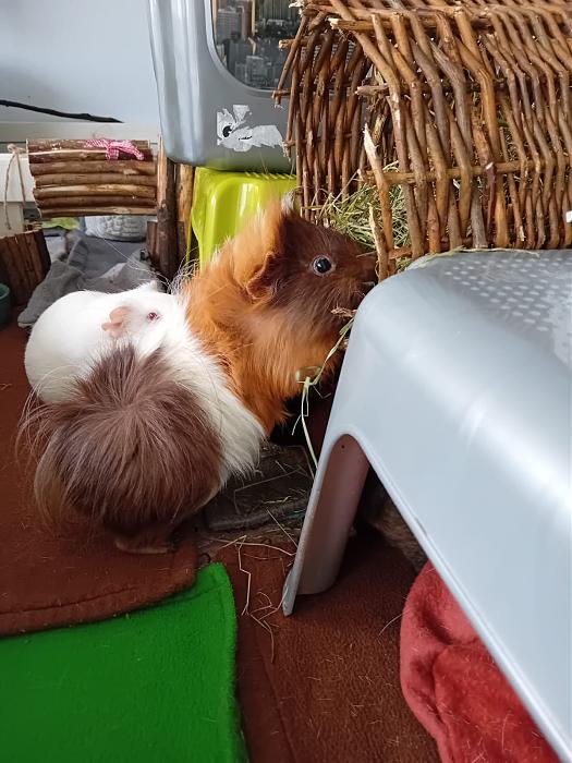 Klicke auf die Grafik f�r eine gr��ere Ansicht

Name:	IMG-20251026-WA0055.jpg
Hits:	0
Gr��e:	198,4 KB
ID:	215170